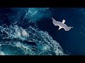Miniature de la vidéo de la chanson Nautilus