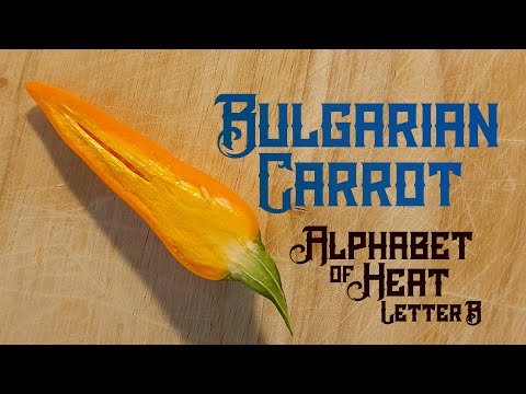 Video: Bulgarian peppers, growing them in the garden