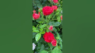 Thumbnail of Rose Lal Bagh Flower Show #flower colours #bangalore #garden #nature