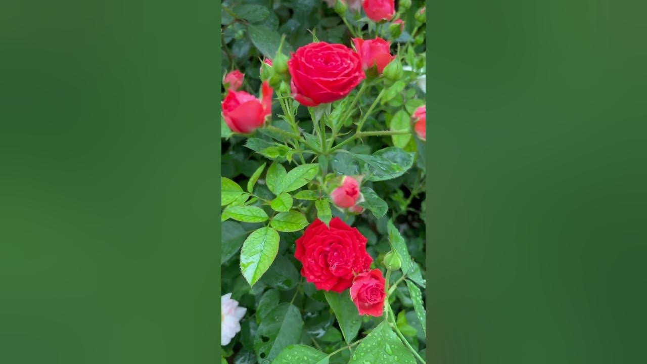 Rose flowers Lal Bagh Flower Show #flower colours #bangalore #garden #nature