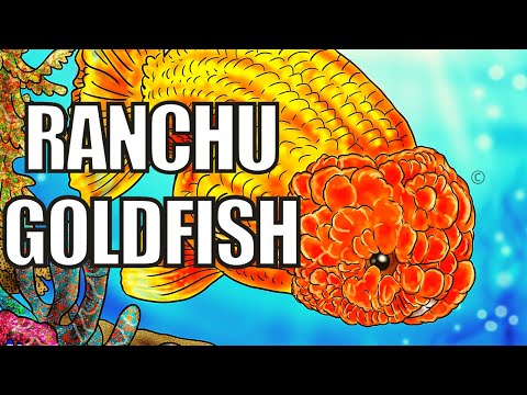 Video: Ranch Goldfish: Nuôi cá vàng Fancy Fancy