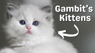 Ragdoll Kittens with Mother Cats Playing | Cute Meows