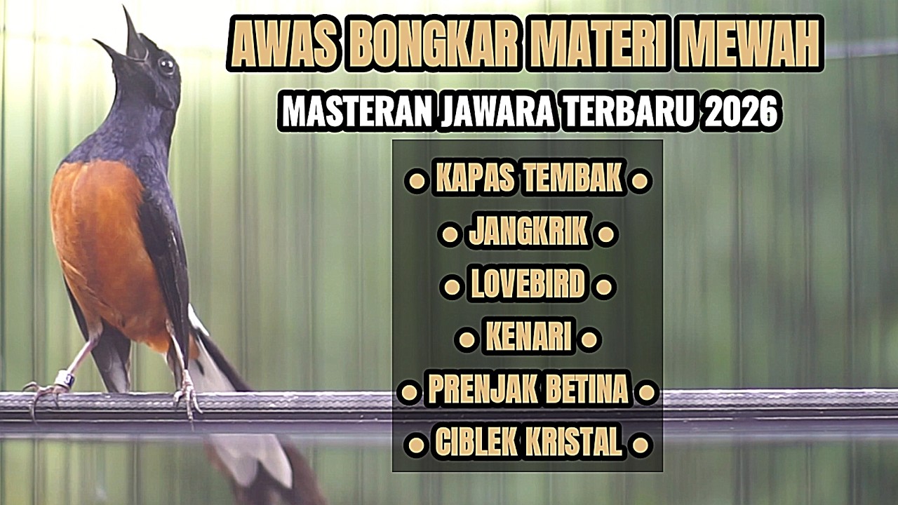 100% AMPUH BUAT MASTERAN MURAI BATU AGAR IKUT BONGKAR ISIAN KENARI LOVEBIRD KAPAS TEMBAK PRENJAK TIR