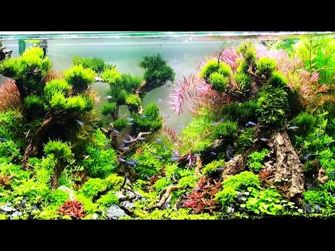 冠軍水中花園.奈米創意造景缸比賽-2016臺灣觀賞魚博覽會Aquarium landscaping
