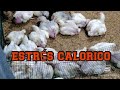 EL ESTRES CALORICO EN POLLO DE ENGORDE