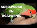 Agresividad en Agapornis , Comportamiento de los agapornis