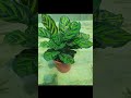 My plant purchasing calathea peacock and calethea rattle snake shorts garden plants nature fyp