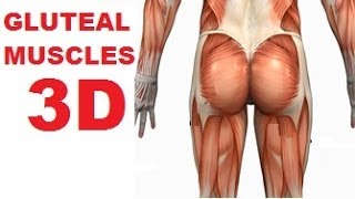 Butt Muscle Chart