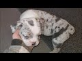 exotic blue Merle olde English bulldogges