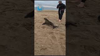 Baby Seal Saved From Plastic Strap #shorts