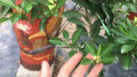 nguyên nhân quất rụng quả cách khắc phục trồng quất cảnh tết