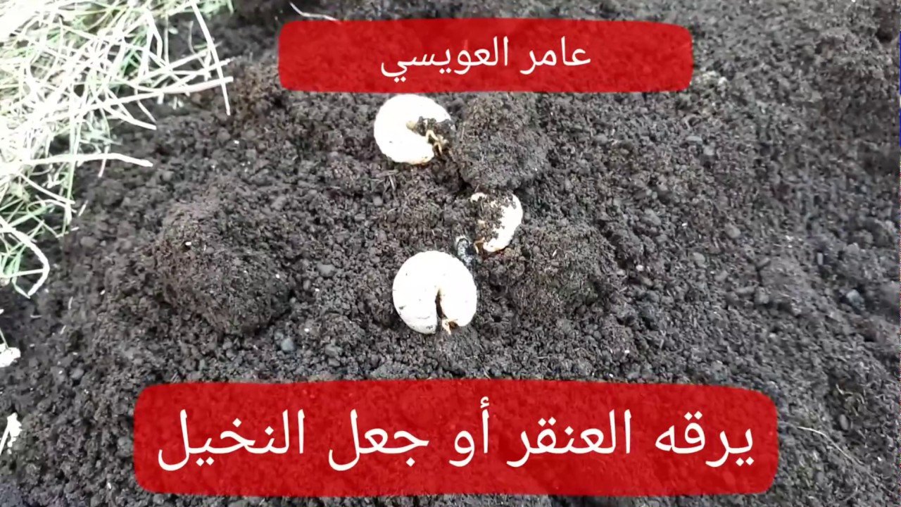 هل تعرف أهمية العنقر يرقة جعل النخيل؟ /عامر العويسي