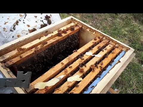 Arıların ilkbahar Bakımı ve Kontrolü (Arıcılık Eğitimi 2)