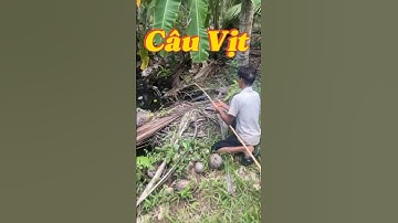 Vlog 1218 : Câu Cá Lóc Bằng Vịt Ở Miền Tây Quá Đỉnh #nghisuave #fishing #câucá #mientay #batca