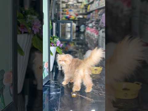 قطة توفي صاحبها معروضة للتبني قطط كلاب حيوانات   اكسبلور قصص