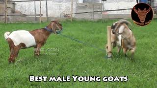 Special Big young Goat meetinmg at my farm - Male anglo goat inspiration for future