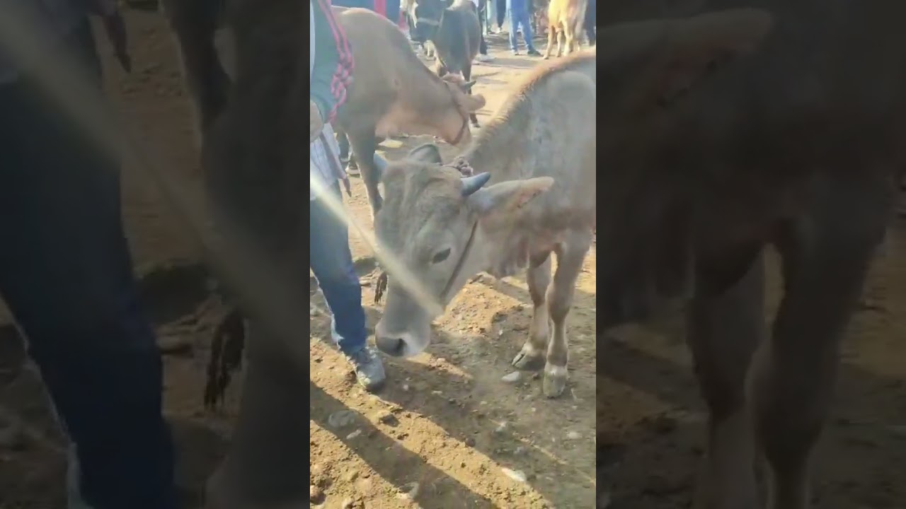 мол бозори нохияи АБДУРАХМОНИ ЧОМИ