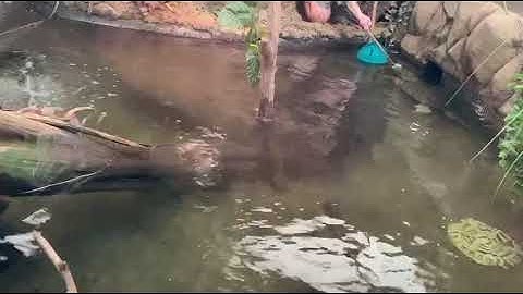 Alligator Snapping Turtle Target Training