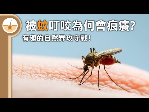 被蚊叮咬為何會痕癢? 有趣的自然界攻守戰! (繁體中文字幕)