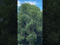 #tree #leaves #wind