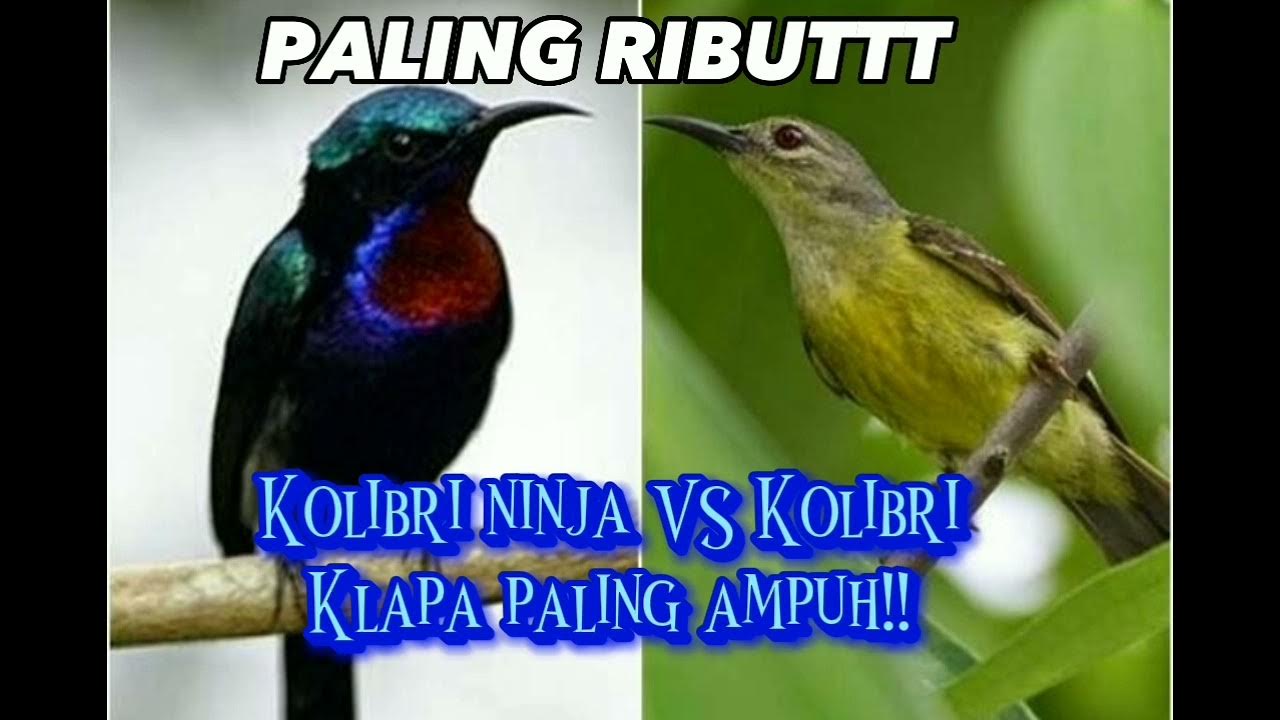 Pertarungan Menarik: Burung Kolibri Ninja Vs Kelapa dalam Alam Pertarungan Menarik: Burung Kolibri Ninja Vs Kelapa dalam Alam