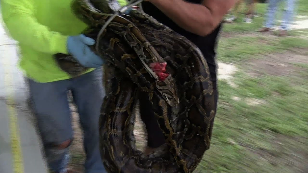 Florida Python Hunters Celebrate 1,000th Capture - YouTube