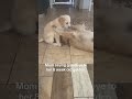 Momma saying goodbye to her baby golden who is off to his forever home today 🥲