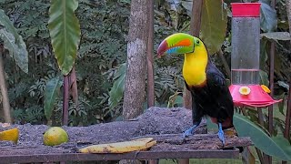 Keel-billed Toucan Explores The Treats On the Panama Fruit Feeder Platform — February 3, 2024