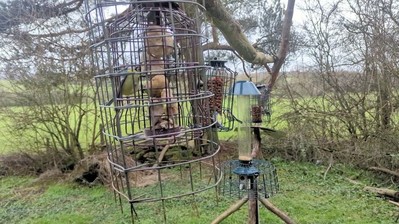 40ish minutes of bird feeders.