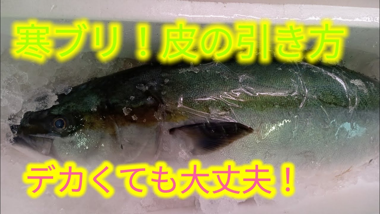 魚のさばき方 ブリ – ぶりのさばき方 – OTZF