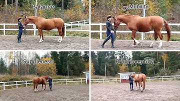 Groundwork Exercises to Improve Your Horse