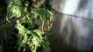 Buds before harvest