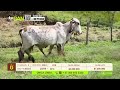 Tu vitrina ganadera- TvAgro por Juan Gonzalo Angel
