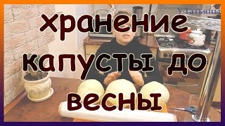 видео Как хранить капусту