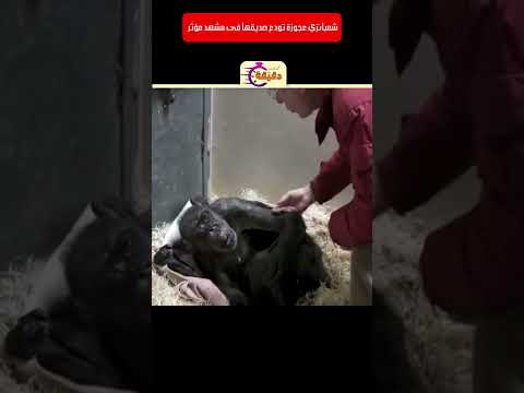 اللقاء الأخير بين شمبانزى تحتضر و صديقها