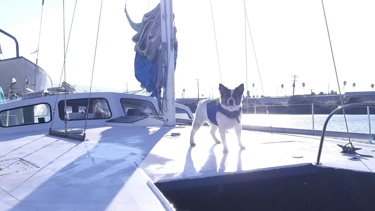 White Shark Sailing Live Stream