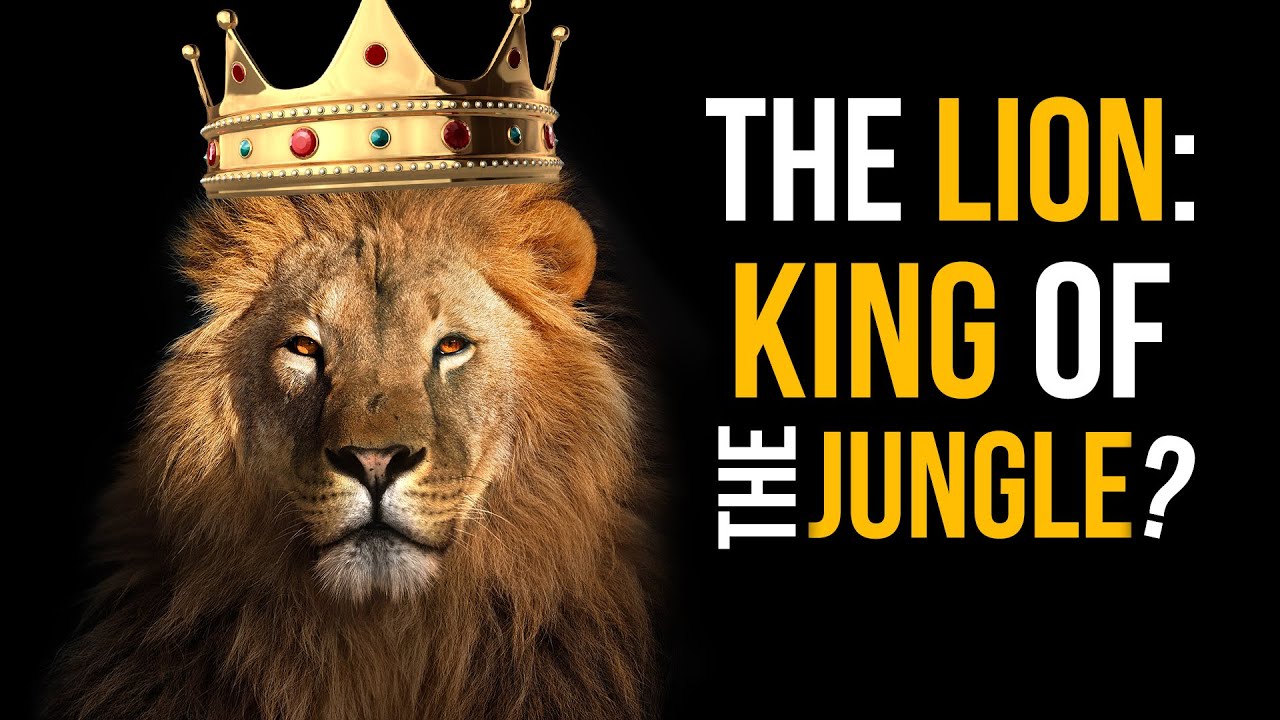 The Lion King Of The Jungle David Rives Youtube