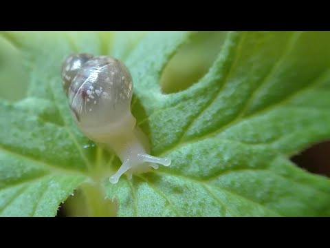 Wideo: Co Jedzą ślimaki