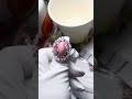 温哥华 藏友跟我 买的 海螺珍珠