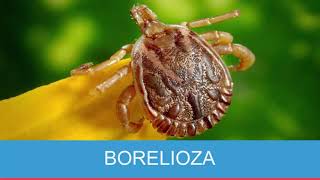 Borelioza -  przyczyny, objawy i leczenie