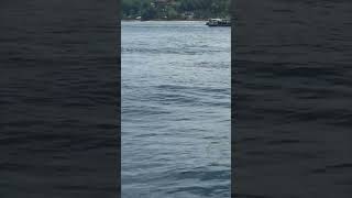 Friendly Dolphin Pod Approaches a Boat