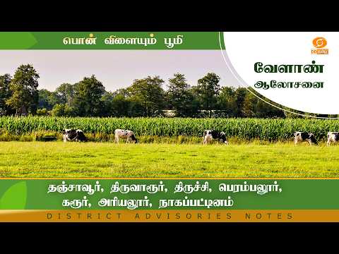 தஞ்சாவூர், திருவாரூர், திருச்சி, பெரம்பலூர், கரூர், அரியலூர், நாகப்பட்டினம் | Agri Advisories Notes