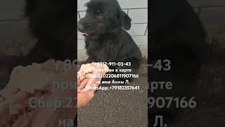 SOS!Экстреннаяпомощь #бездомныеживотные #спасениеипомощь #животные#спасение#dog #помощь#собакавбеде