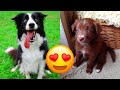 Border Collie — Cute And Hilarious Videos And Tik Toks Compilation