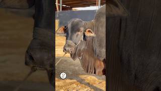 Black Is A Beauty Maweshi Mandi