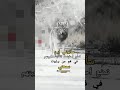 حالات_واتس_اب_حزينه_فراق شرف كبير لنا اننا لسنا من أصحاب النفاق والتملق اجمل تصميم mp3