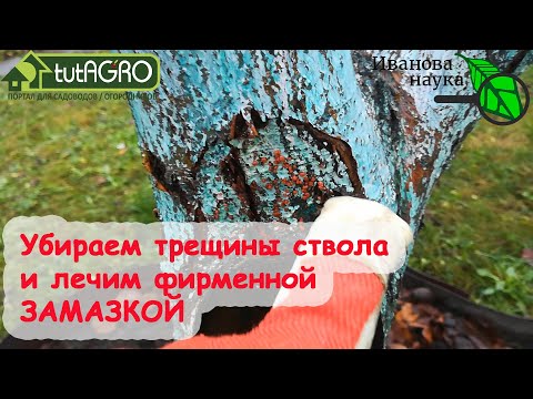 Видео: Трещина коры дерева - Как устранить трещину на деревьях от мороза