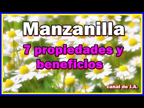 Manzanilla: 7 propiedades y beneficios de esta planta