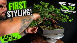 You Won't Believe This Juniper's FIRST Transformation!