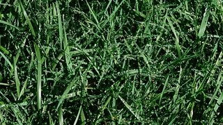 5 Landscaping Tips | Lawn & Garden Care